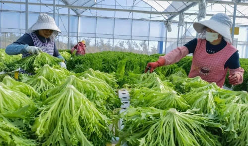 青岛食物的“走出ob体育去”困难